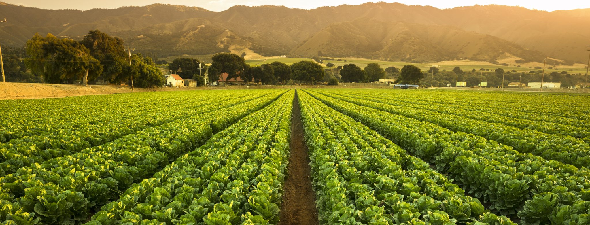 Crops grow on fertile farm land panoramic before harvest TenFour